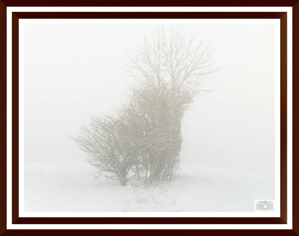 PB266370_Winter im November 2023 auf 750  ü m  NN_Nebel.jpg