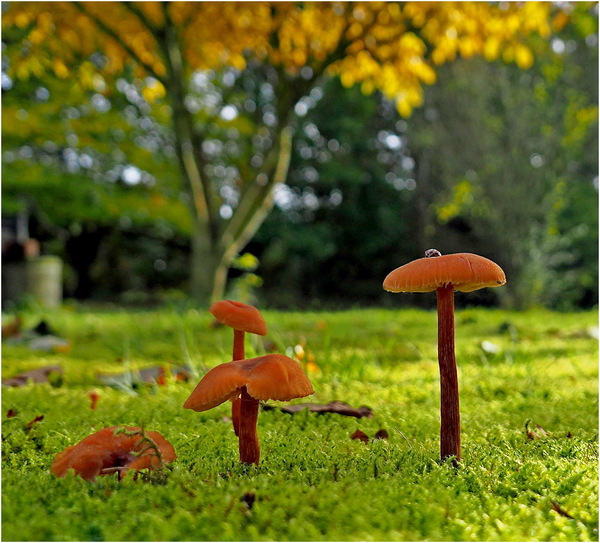 Pilze im Moos.jpg