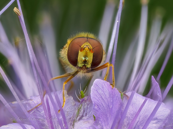 Schwebfliege