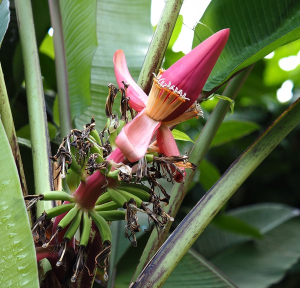 Paradiesfeige (Banane) ...