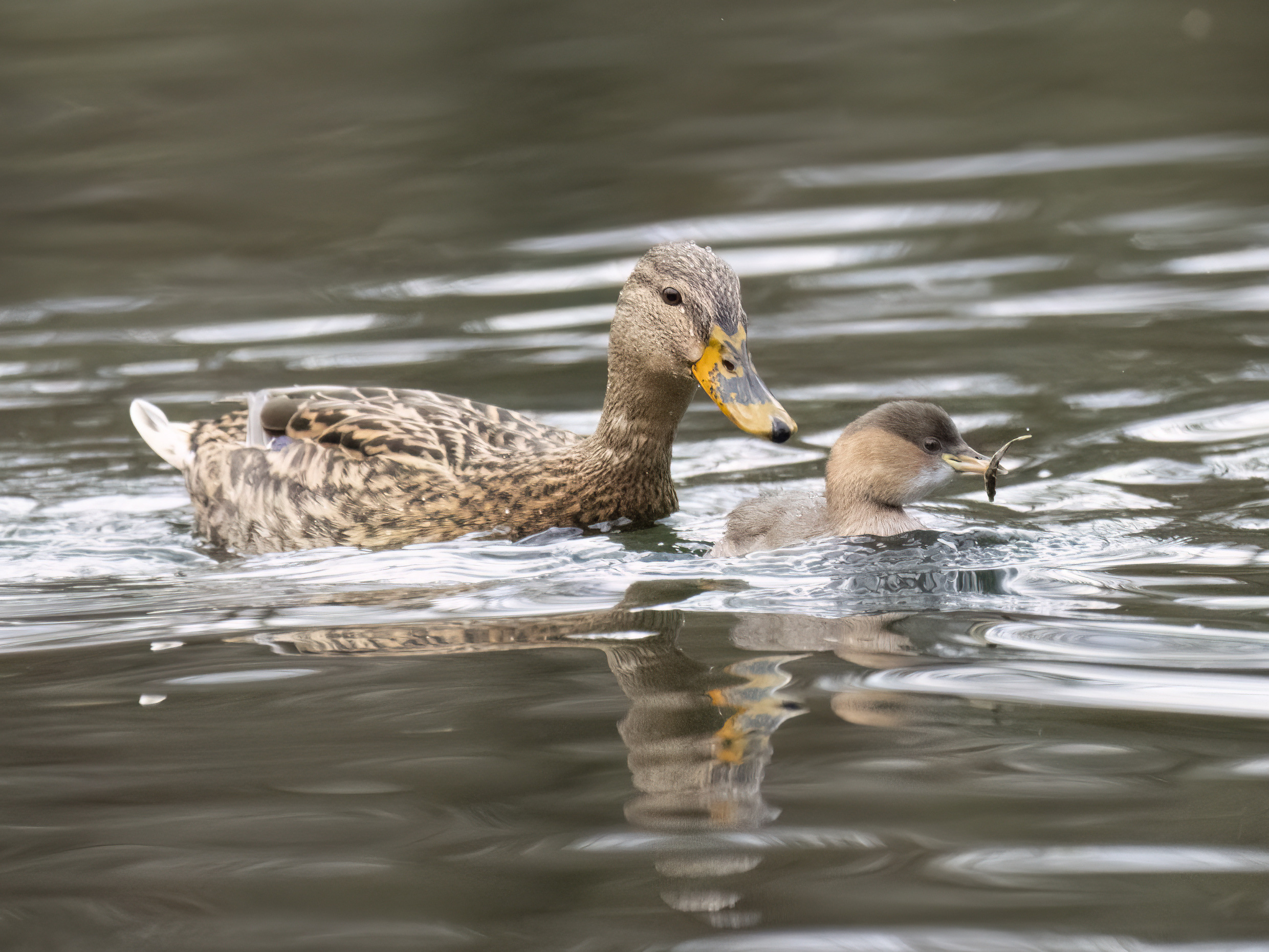 Stockente ist scharf auf Stichling