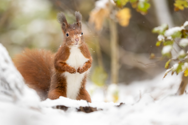 Schneehörnchen