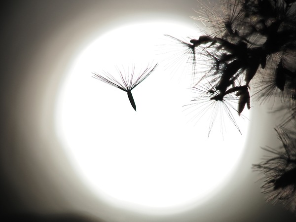 Fly away