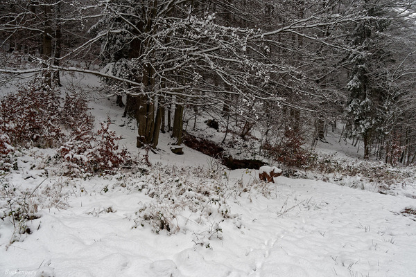 An der Bielstein Quelle