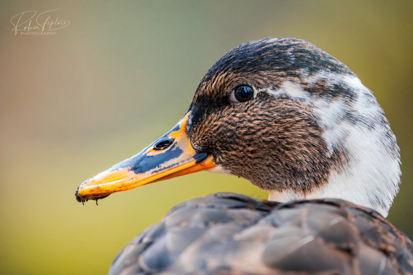 Beauty Duck