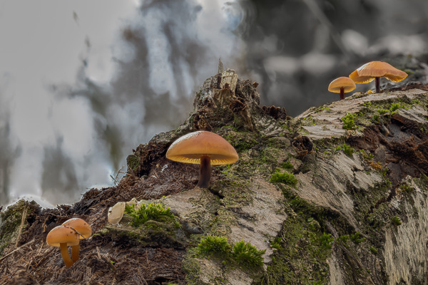 Galerina marginata  28. November 2021      C,Smoothing1  60  .jpg