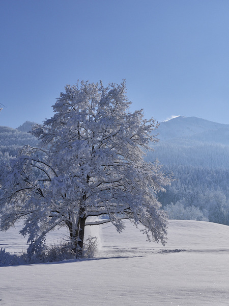 Glentleiten-1_Advent_Sigma 30mm F1.4 DC DN  C (MFT)__Dez. 03 2023