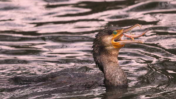 Kormoran Fischjagd ...