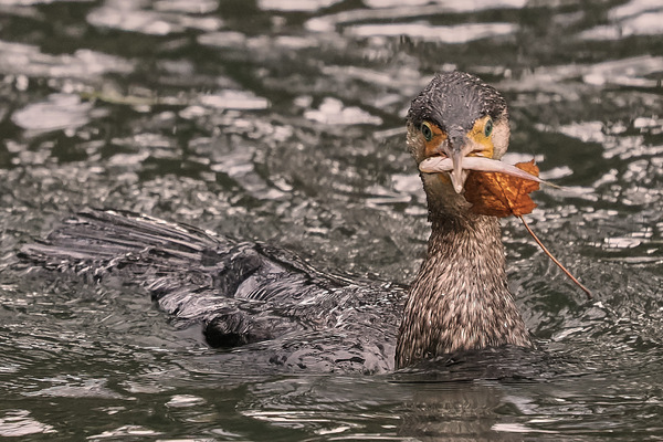 Kormoran Fischjagd #3