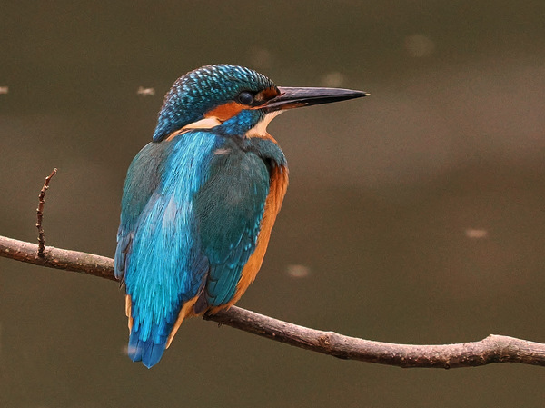 Jugendliche Eisvogel Dame ....