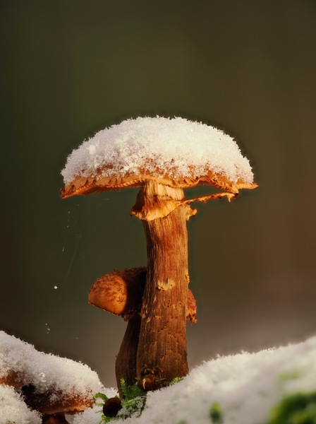 Schneepilz