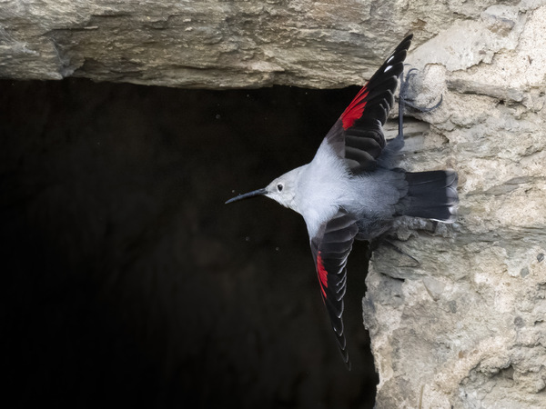 Mauerläufer (Tichodroma muraria)