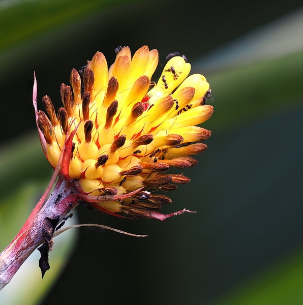 Monstera adansonii ...