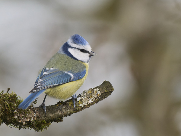 Blaumeise