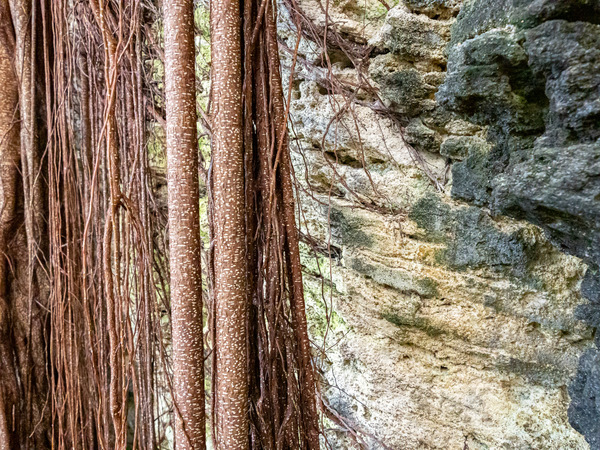 Rubber Trees & Limestone