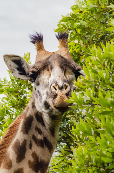 Giraffe Tanzania 2018.jpg
