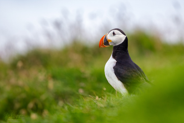 Happy Puffin