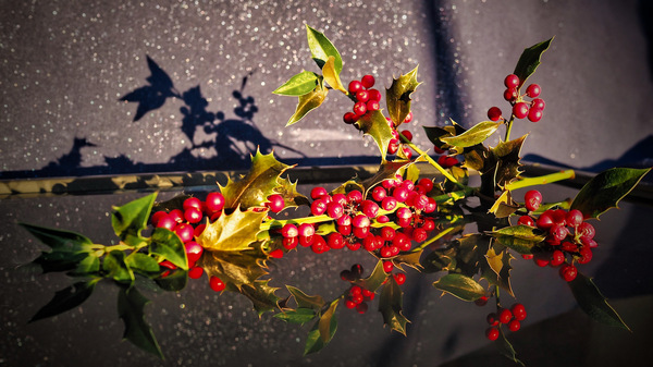 WT-02 Ilex