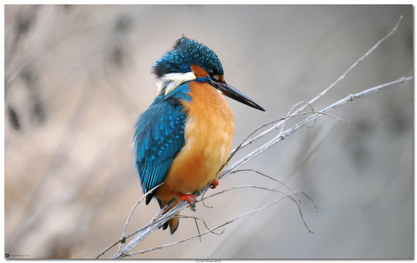 P1124492 Eisvogel (Alcedo atthis)