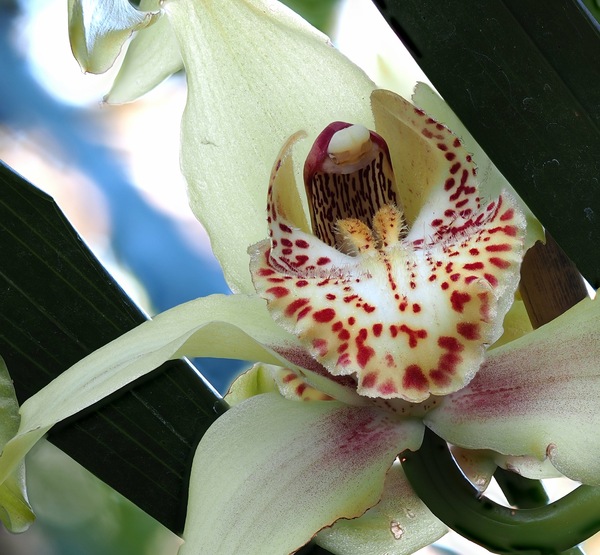 Cymbidium ...