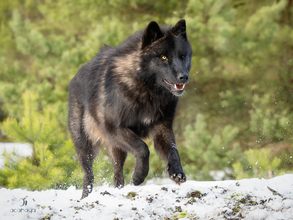 Rennender Timber-Wolf
