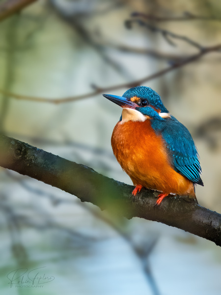 Common Kingfisher - Eisvogel