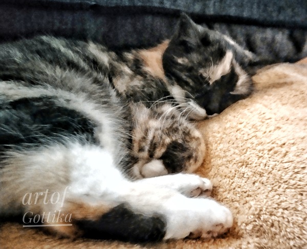 Schlaf Katze schlaf