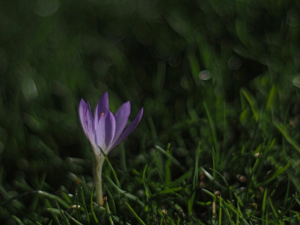 Krokus