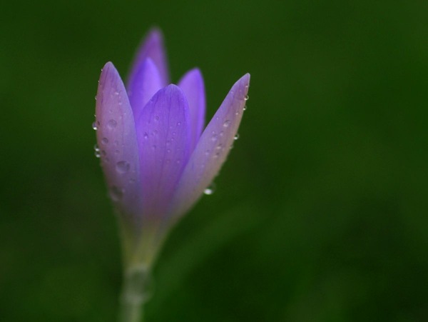 Krokus
