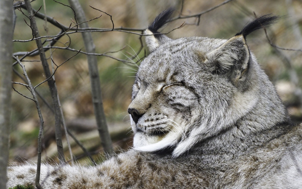 Luchs.jpg