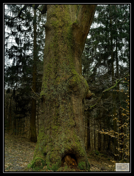 P2187025 500 Jahre alte Eiche_Spessart_DxO.jpg