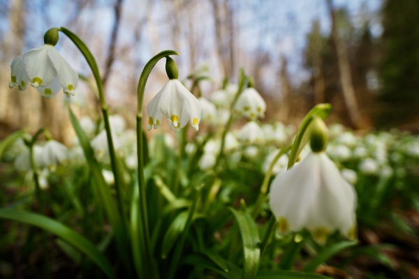 Frühlingsblüher...