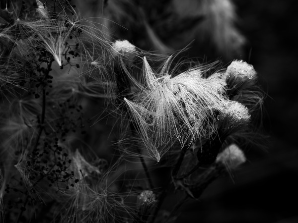 Verblühte Distel 1