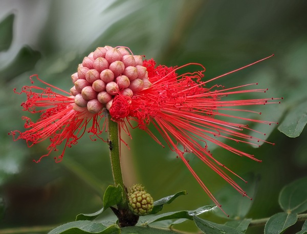Calliandra haematocephala ...