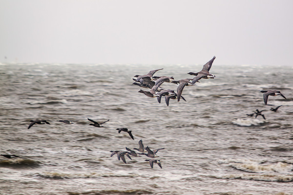 Ringelgänse im stürmischen Wattenmeer
