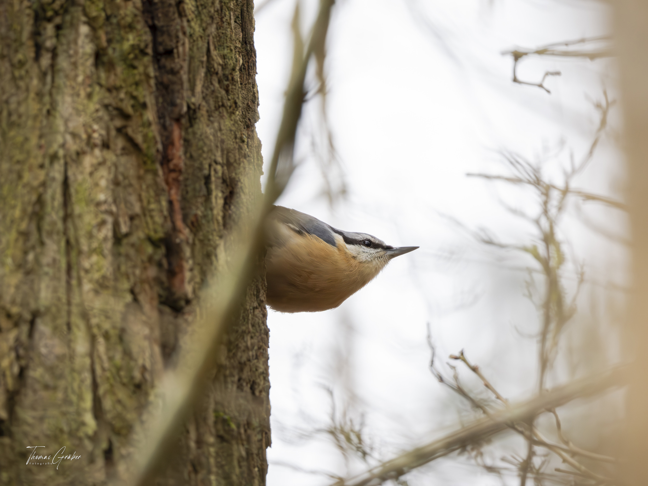 Kleiber.jpg Kleiber.jpg