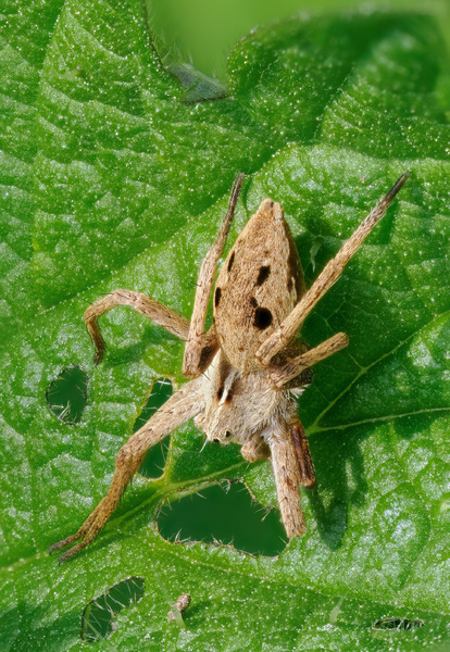 Listspinne