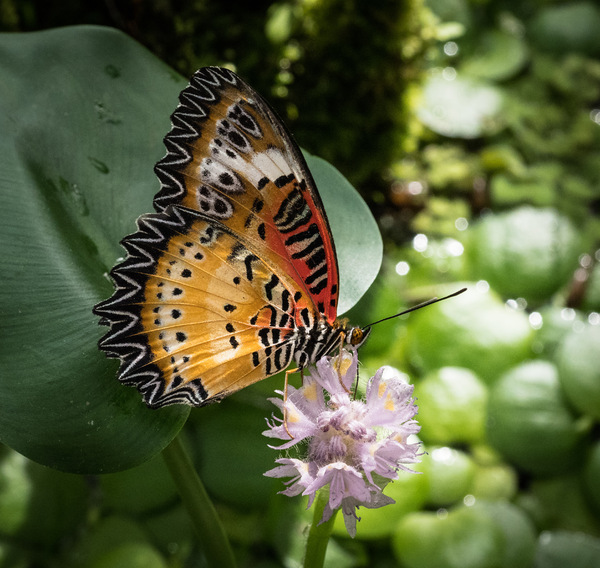2024_BotanischerGarten_00013-477.JPG