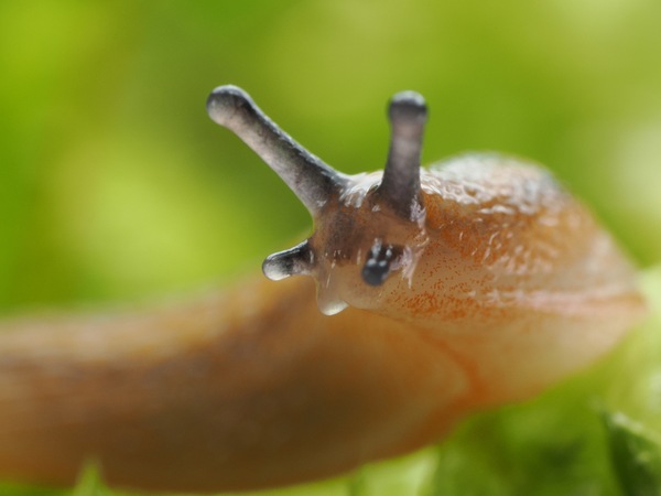 Schneckchen