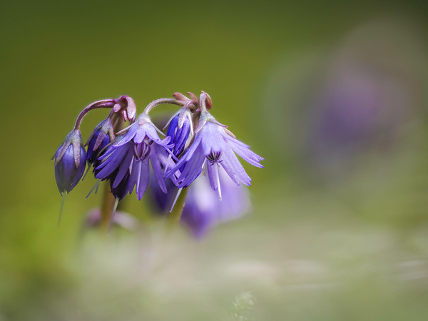 Soldanella