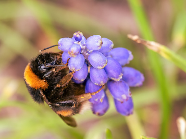 Dunkle Erdhummel.jpg