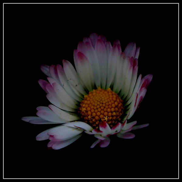 Gänseblümchen