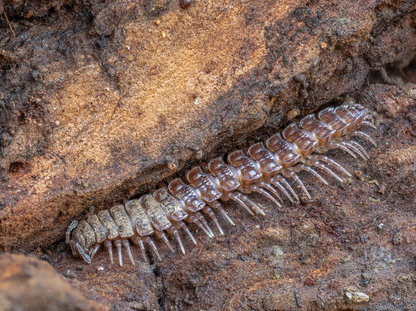 Großer Westlicher Bandfüßer