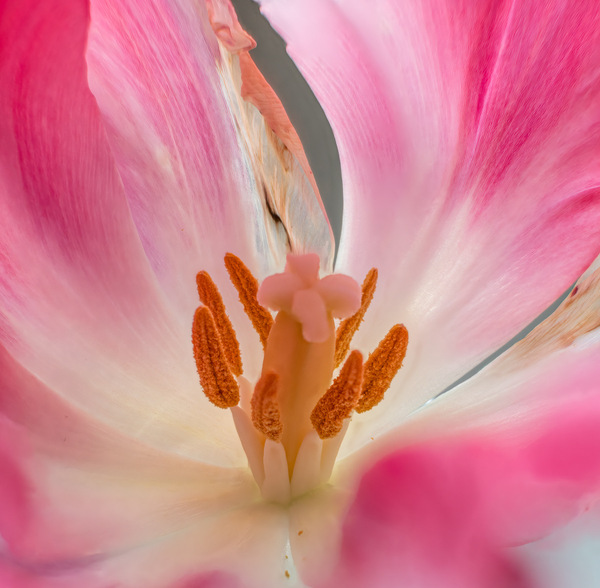 Im Zentrum einer Tulpe