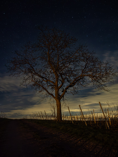 Nussbaum bei Nacht