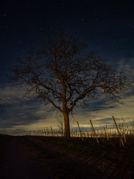 Nussbaum bei Nacht