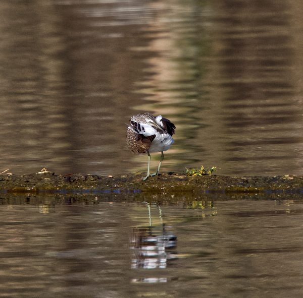 Waldwasserläufer 1