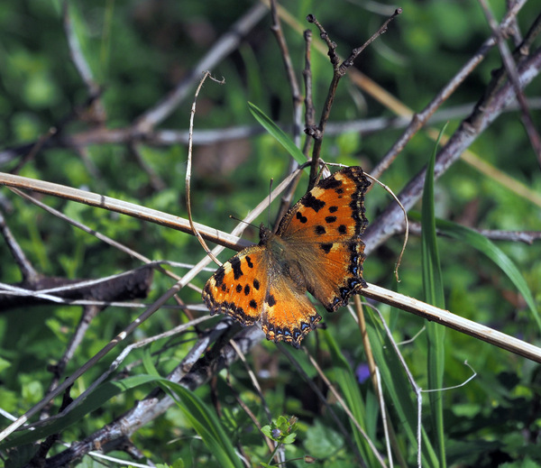 Großer Fuchs