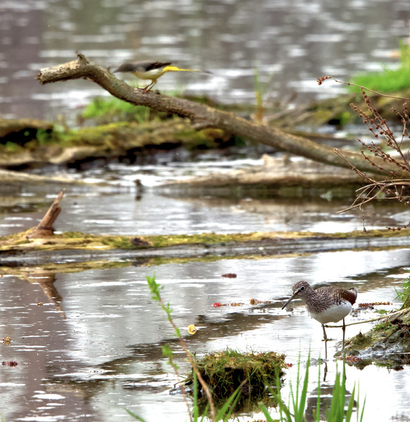 Waldwasserläufer mit Gebirgsstelze