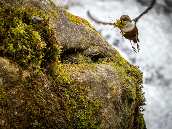 Wasseramsel beim Nestbau